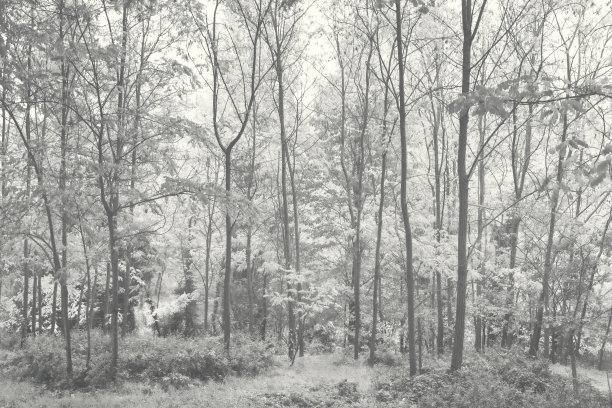 树林里的冬天，自然的背景图片下载