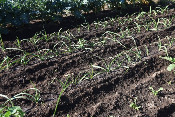 菜园里的大蒜种植。图片下载