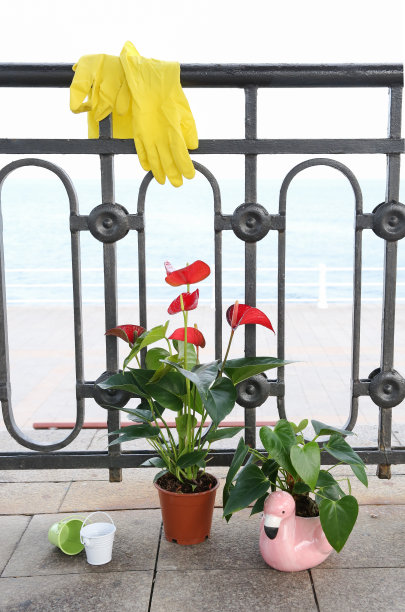 花烛属植物图片下载