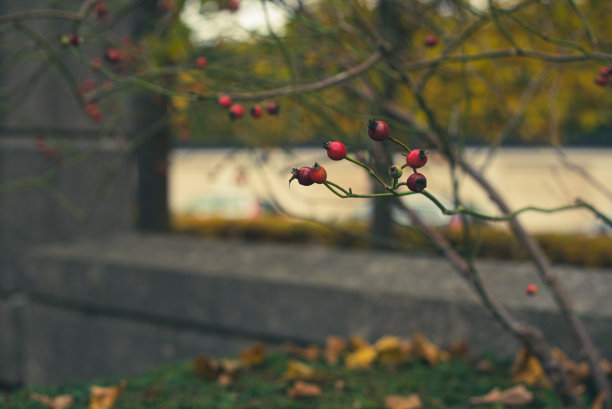 秋天红色浆果图片下载