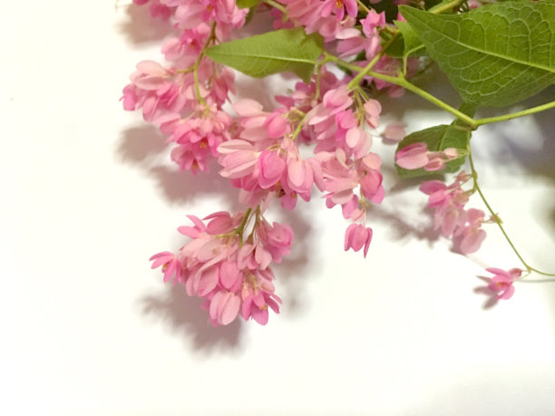 珊瑚藤或Antigonon Leptopus钩花接近白色图片下载