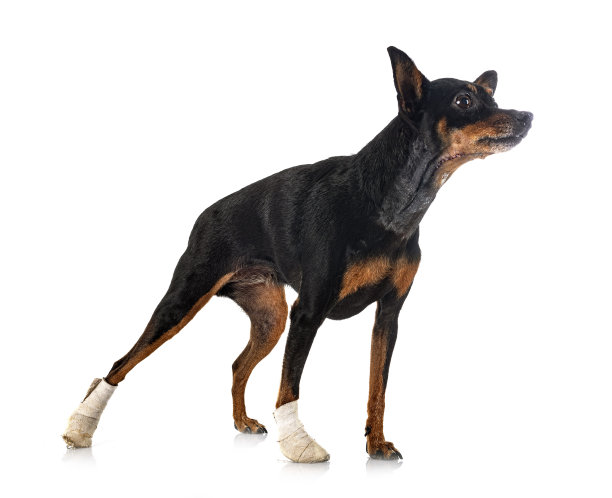 生病的迷你品图片下载