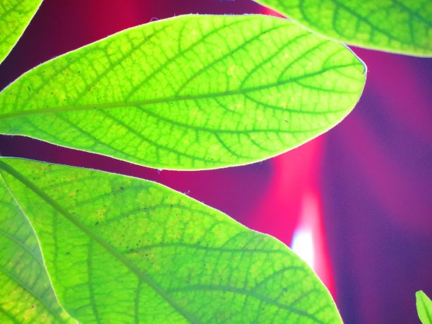 绿叶宏观纹理。图片下载