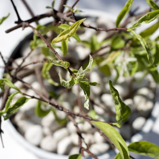 一个小叶子的花盆植物充满模糊的砾石在白色色调美丽的房间被其他叶子包围，俯视图拍摄照片，在自然或室内的概念图片下载
