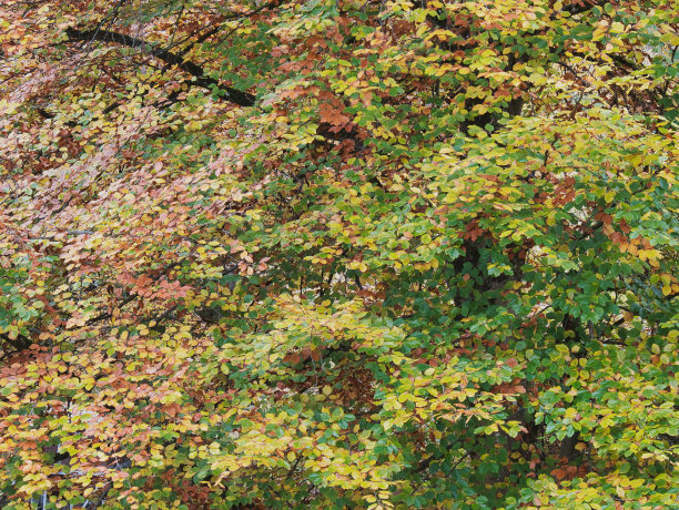 秋天落叶树上的叶子，颜色有绿色、黄色、棕色。全尺寸图片下载