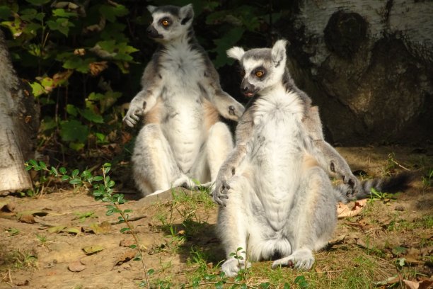 年轻可爱的快乐狐猴图片下载