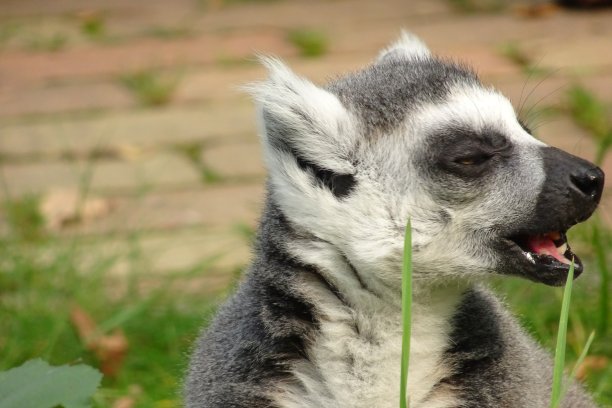 年轻可爱的快乐狐猴图片下载