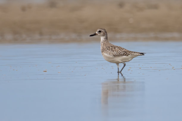 海滩上的灰鸻水鸟自然野生动物图片图片下载