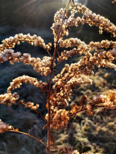 太阳的耳朵被太阳照亮。图片下载