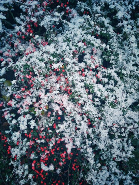 雪下的一丛红浆果图片下载