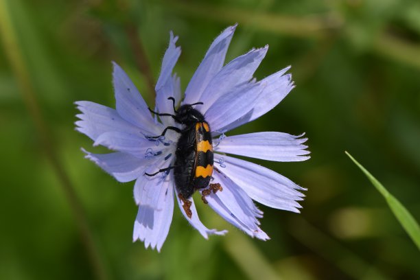 紫斑蝶紫色花放大照片田野花昆虫特写生物多样性黑色和红色鞘翅目小蜂科图片下载