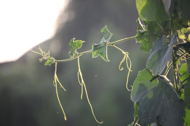 路法葡萄藤图片下载