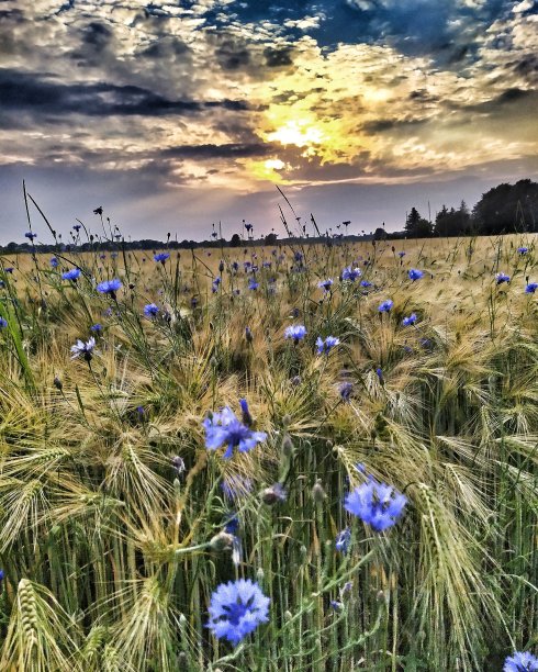 矢车菊图片下载
