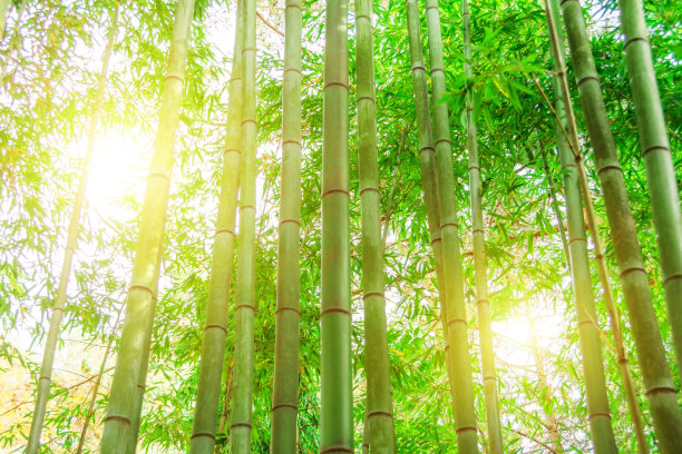 竹子的树干和阳光透过植物的墙壁照射进来。图片下载