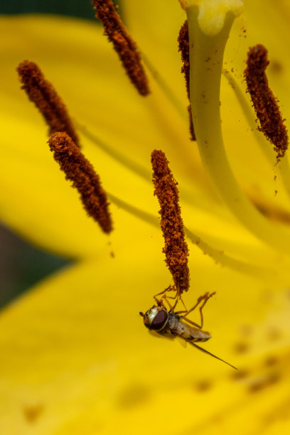 黄花中的大型昆虫图片下载