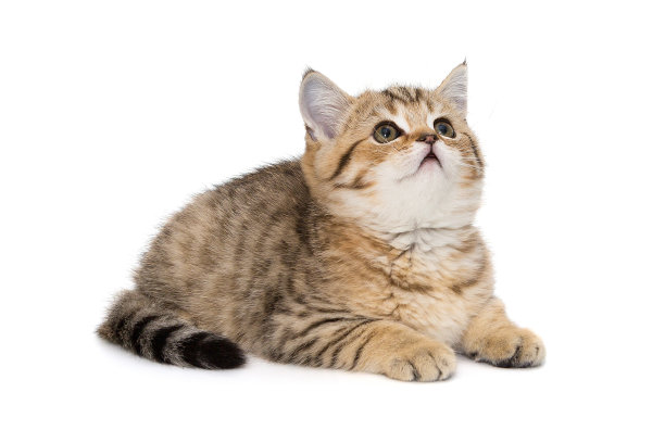 小条纹小猫抬起头来图片下载