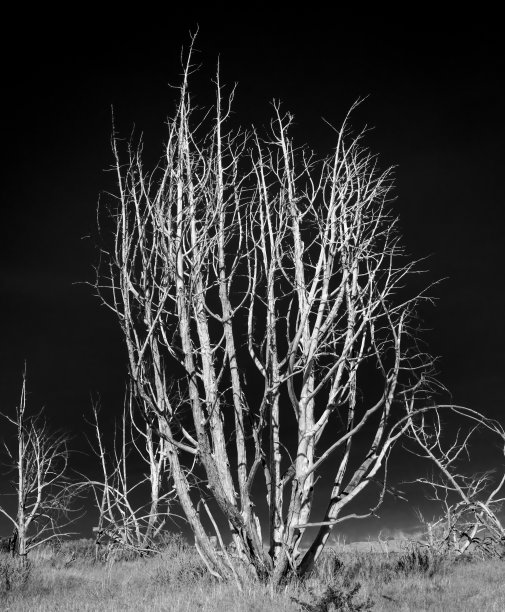 死树在黑暗的天空中发出白色的光图片下载