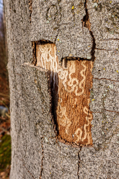 那是一张藏宝图吗?图片下载