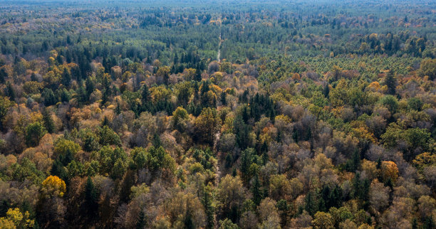 往南是比亚沃维耶扎森林的波兰部分图片下载