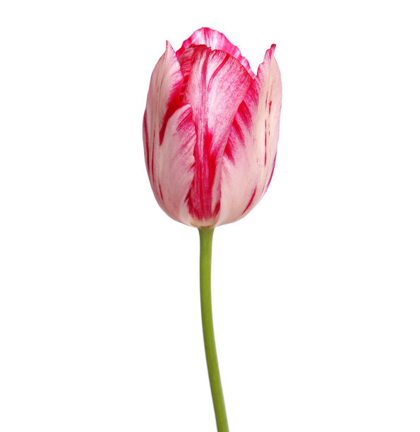 单瓣的白色红色郁金香花孤立在白色上图片下载