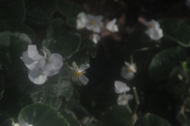 鲜花的景色图片下载