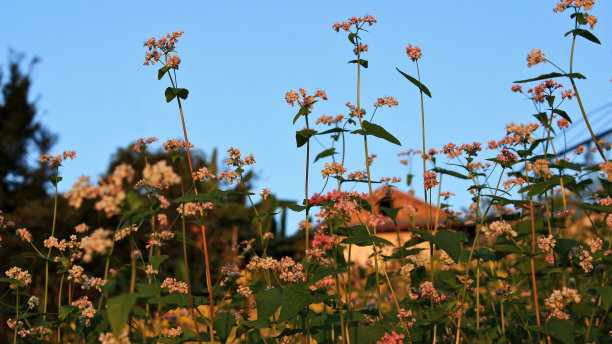 花正在花园中生长。图片下载