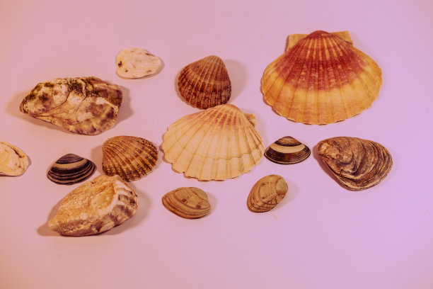 以贝壳为背景，象征节日图片下载