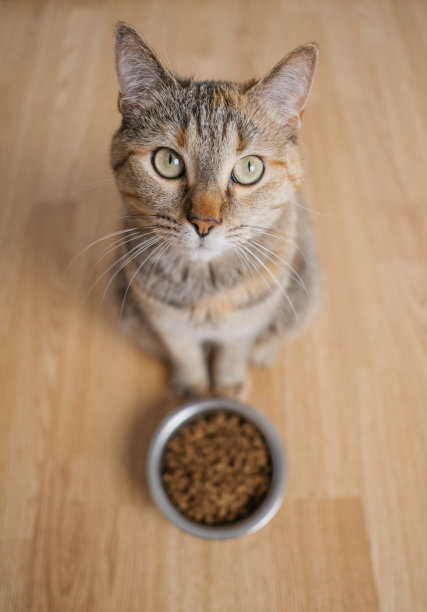 猫脸部特写图片下载