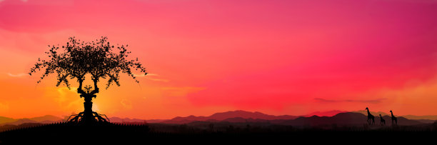 Safari。令人惊叹的日落和日出。全景剪影树在非洲与日落。树的轮廓映衬在落日的余晖中。图片下载