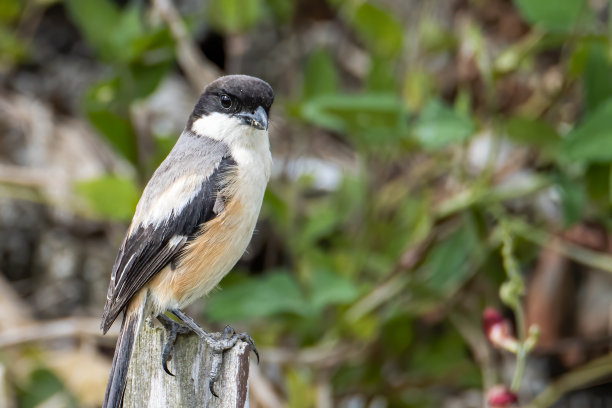 自然野生动物图片长尾伯劳栖息在树上的早午餐图片下载