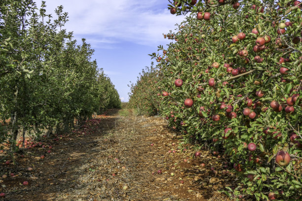 成熟苹果园，丰收，戈兰高地，以色列图片下载