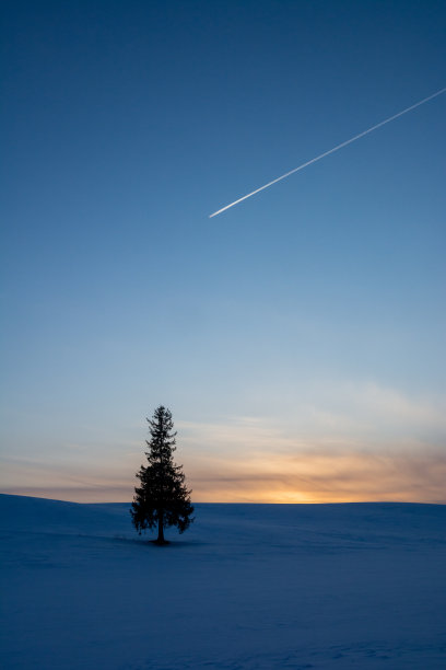 松树屹立在雪地里，在黄昏的天空中留下了轨迹图片下载