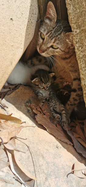 可爱的刚出生的小猫图片