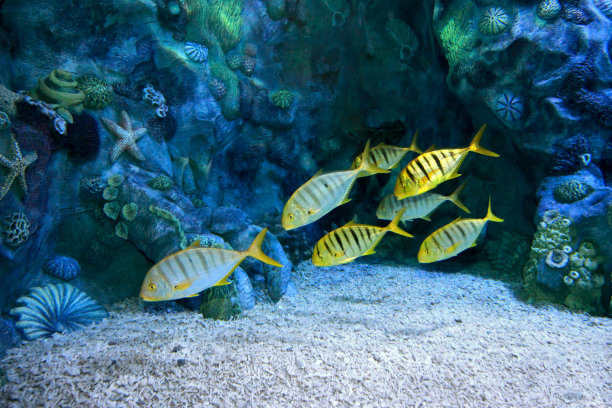 金鹮鹀属图片下载