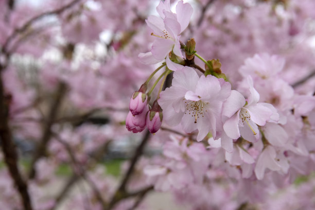 美丽的近距离的粉红色樱花，背景，美丽，开花，开花，开花，枝，明亮的，樱桃，近距离，近距离，特写，消除模糊，荷兰语，第一，花，花，荷兰，自然，荷兰，户外，户外，外出图片下载