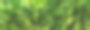 美丽的绿色丛林茂密的棕榈叶，棕榈树在异国情调的热带森林，热带植物的自然概念为全景壁纸，选择性锐度图片下载