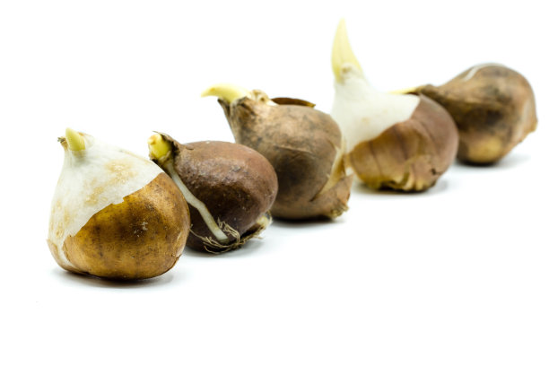 白色背景下的郁金香球茎图片下载