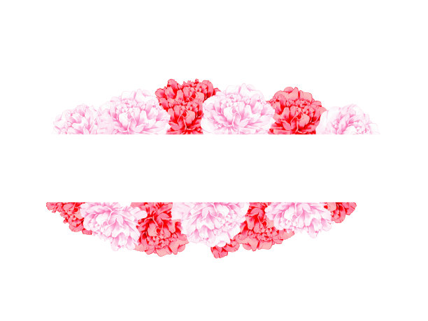 康乃馨的框架。母亲节。图片下载