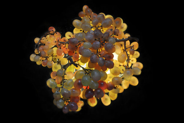 意大利大师笔触风格的葡萄枝图片下载