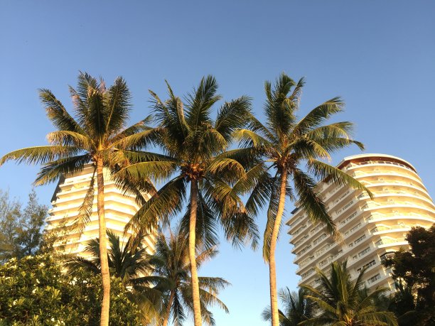 酒店前的棕榈树图片下载