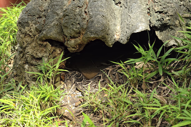 一张危险的蛇进入野外的图片图片下载