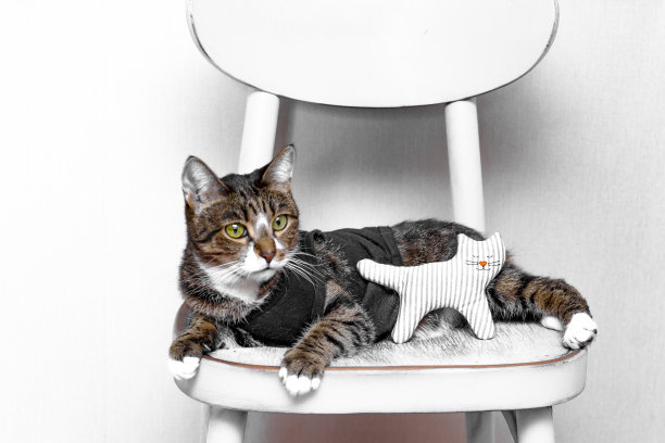 玩具猫图片下载