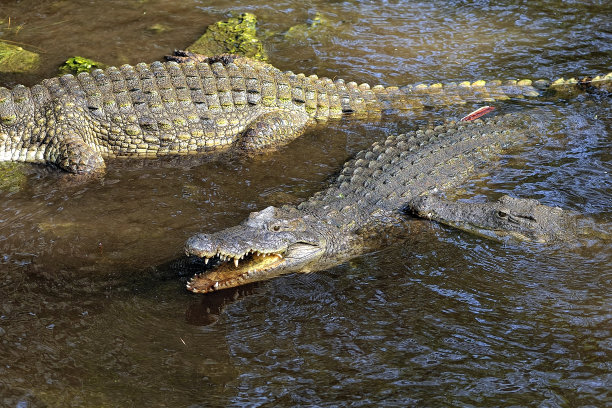 一幅水中鳄鱼的图片图片下载