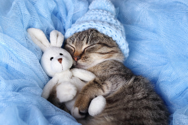 戴着蓝色帽子的小灰猫睡着了，抱着一只小玩具兔。小猫躺在蓝色的背景上打瞌睡。可爱的猫靠近。虎斑。宠物护理。水平的照片。闭着眼睛的小猫图片下载