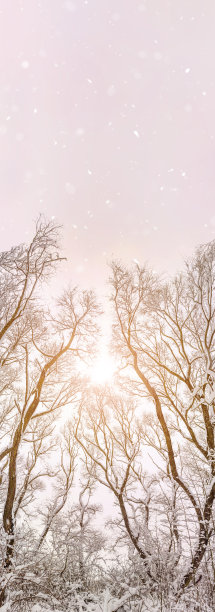 背景是被雪覆盖的树枝。全景。图片下载