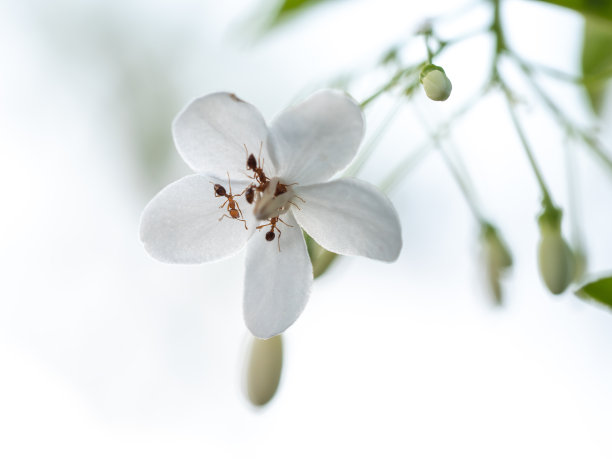 红蚂蚁在吃野水里的花蜜图片下载