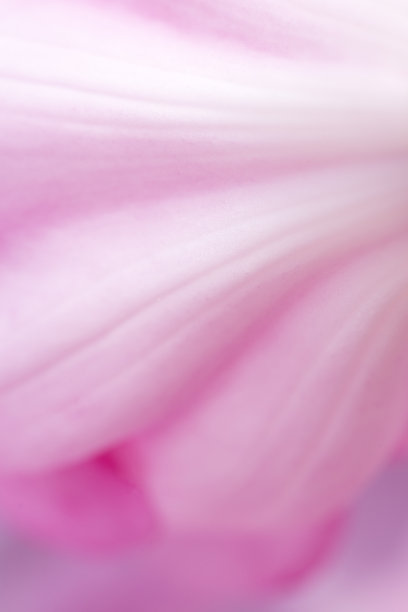 柔软的，梦幻的特写，一个巨大的粉红色杜鹃花在春天图片下载