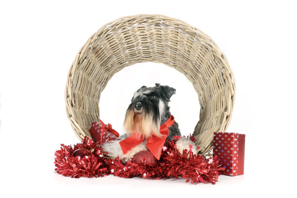 狗的圣诞贺卡图片下载