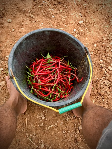 辣椒收获图片下载