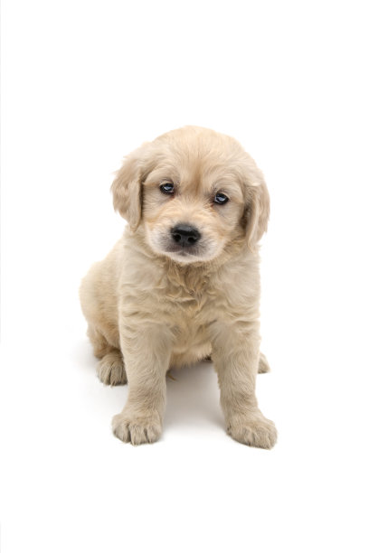 金毛猎犬狗的画像图片下载